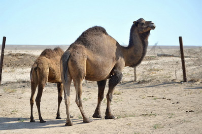Mer d'Aral, Ouzbékistan