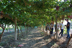 Vins en Ouzbékistan