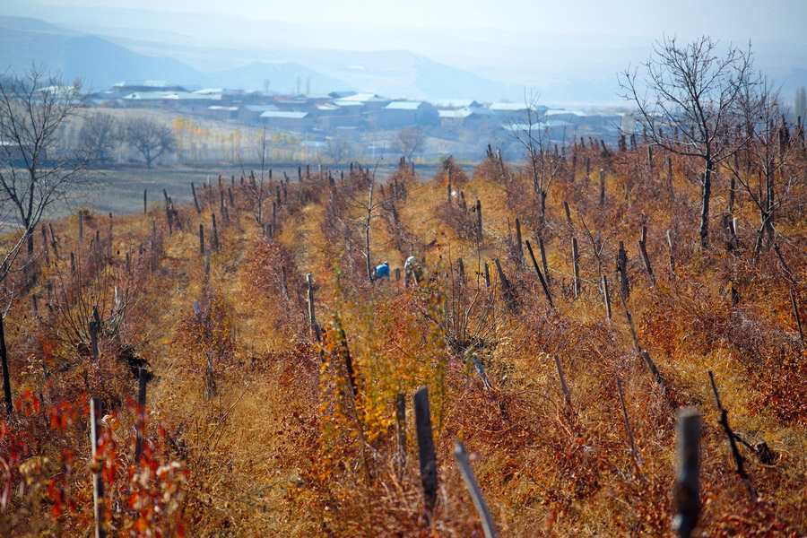 Vinos en Uzbekistán