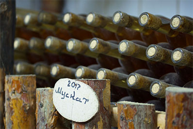 Wine Tasting in Uzbekistan