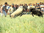 Uzbekistan festivals