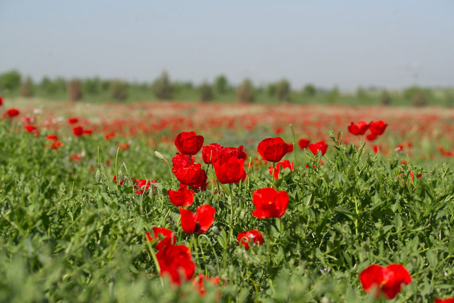 Узбекистан Покажи Фото