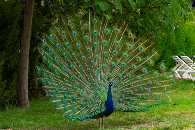 Paon se promenant dans la cour, Hôtel Grand Fergana