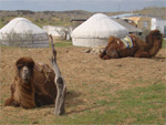 Camel, Aidar Yurt Camp