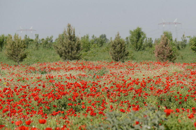 Ferghana Valley, Uzbekistan