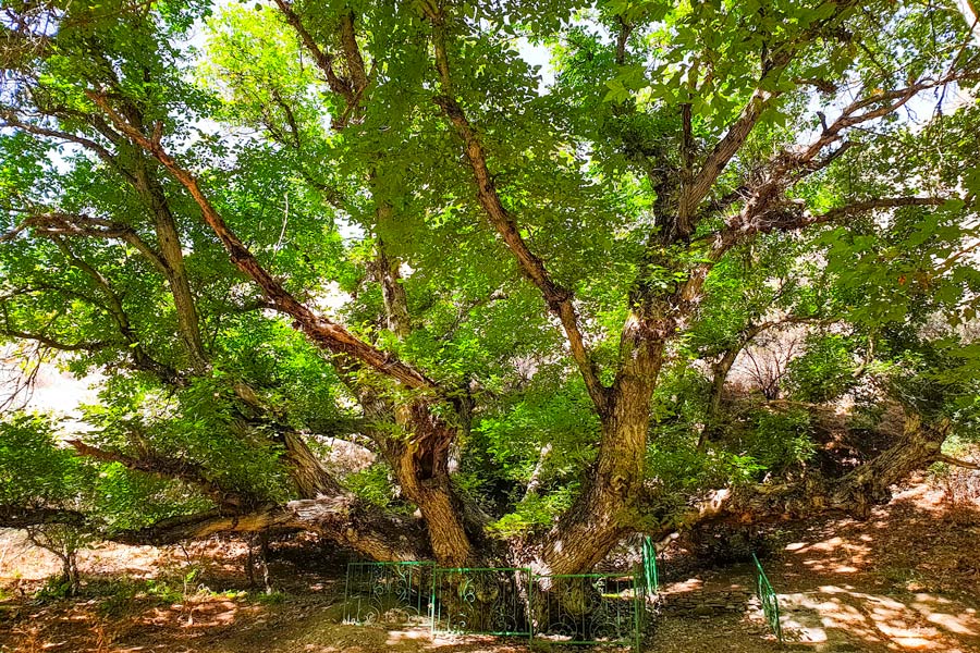 Walnut Tree Boboyongok, Zaamin