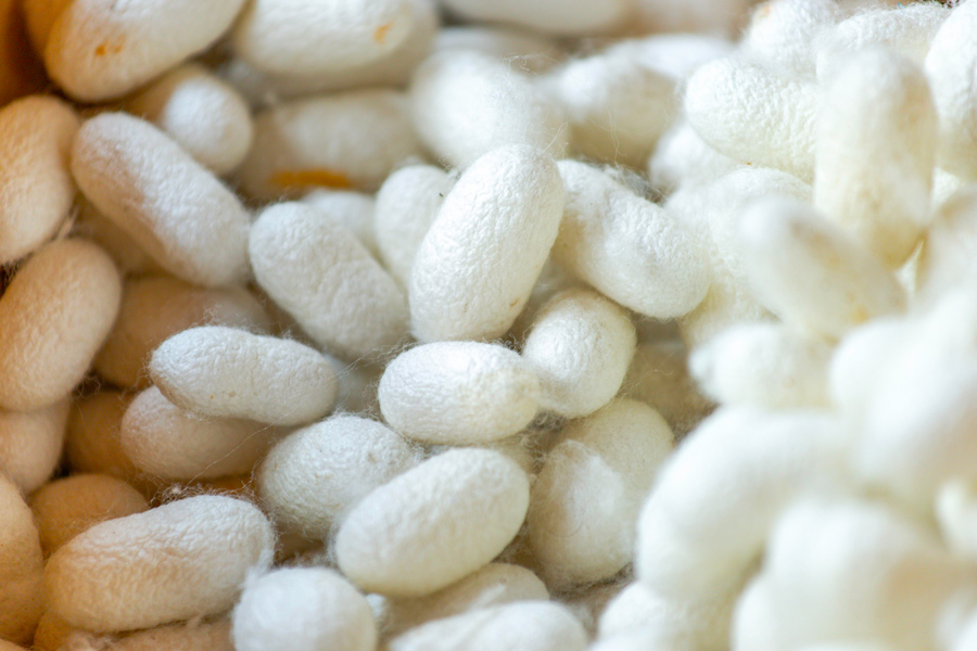 Silkworm Cocoons, Margilan Silk Factory