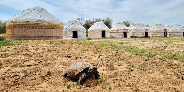 Aydarkul Yurts