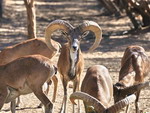 Protection of animals, Uzbekistan