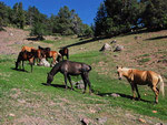 Mountain horses near Chet Kumbel pass
