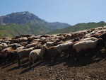 Flock of sheep from mountain grasslands