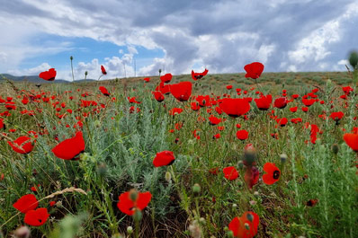 Poppy flowers