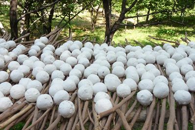 Kurut making - dried yogurt balls, Sentyab Village, Nurata