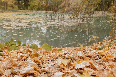 Giardino Botanico di Tashkent