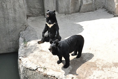 Tachkent Zoo