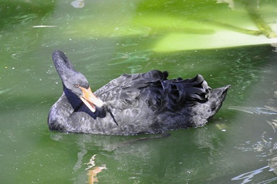 Zoo de Tashkent