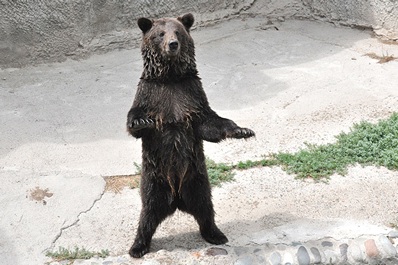 Zoo de Tashkent