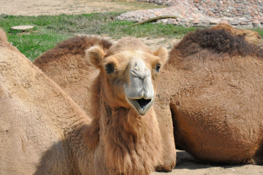 Tashkent Zoo