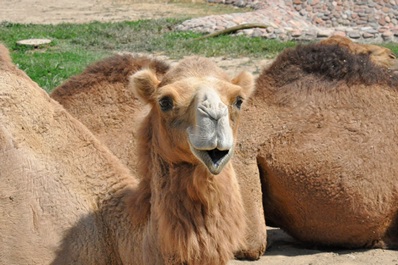 Zoo de Tashkent