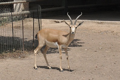 Zoo de Tashkent