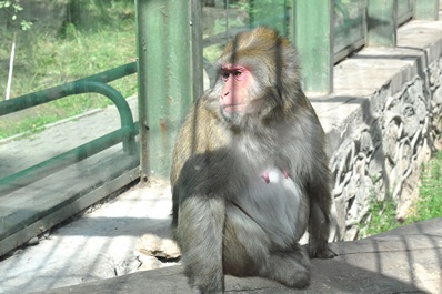 Zoo de Tashkent