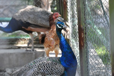 Zoo de Tashkent