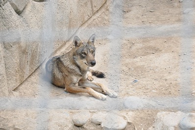 Zoo de Tashkent