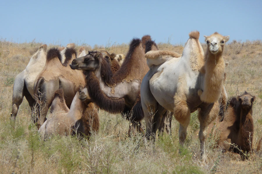 Ecotourisme en Ouzbékistan