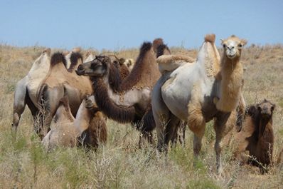 Turismo en Uzbekistán: Ecoturismo en Uzbekistán, Turismo Ecológico o Turismo de Naturaleza