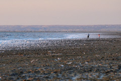 Shore of Aral sea