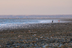 Shore of Aral sea