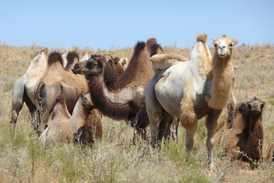 Camellos