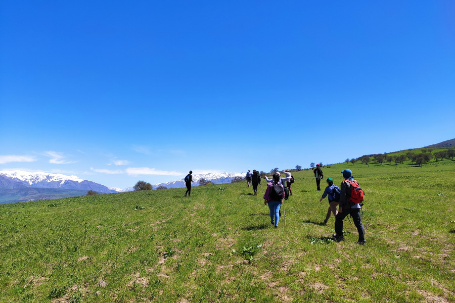 Trail through the meadow