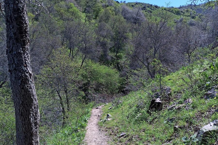 Sendero a través de la arboleda