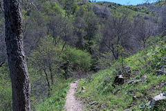 Sendero a través de la arboleda