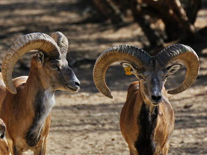 Bukhara Vicinity Tour: one-day excursion to Jeyran Ecocenter