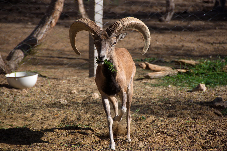 Gazelles