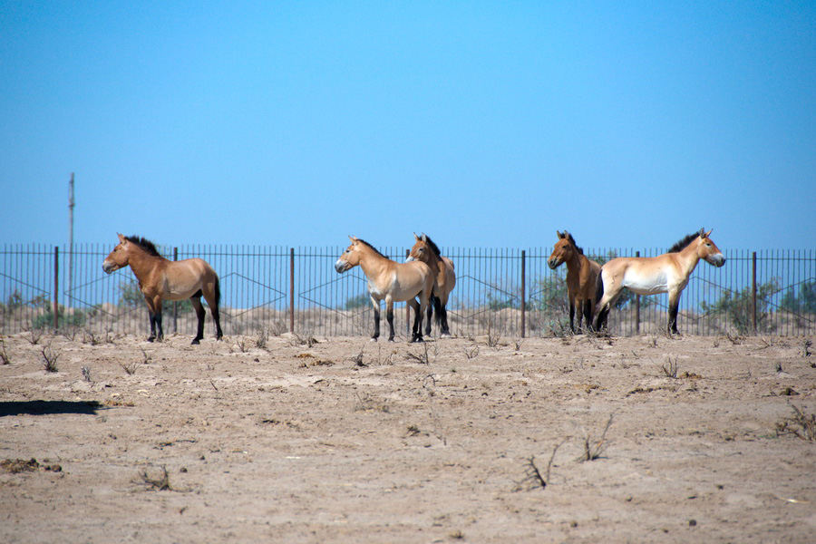 Caballos de Przewalski