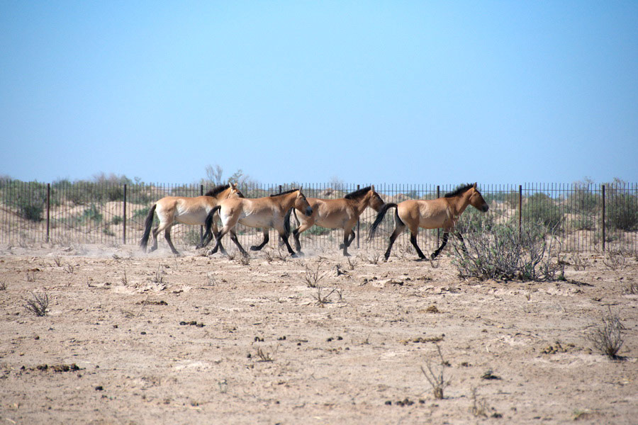 Przewalski-Pferde