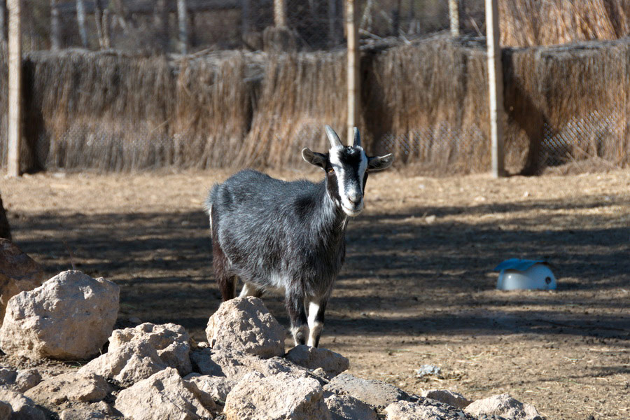 Bukhara wild sheep