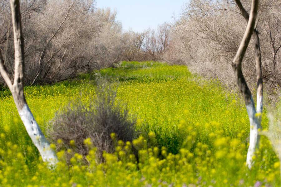 Lands of the center