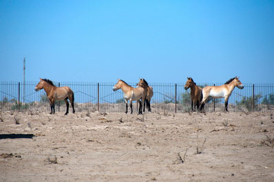 Przhevalsky horses