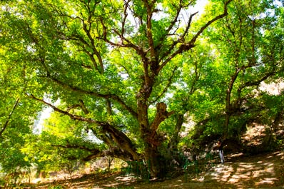 Hazel Tree Bobo-Yongok, Zaamin National Park