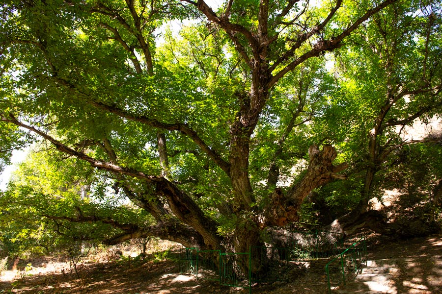 Hazel Tree Bobo-Yongok, Zaamin National Park