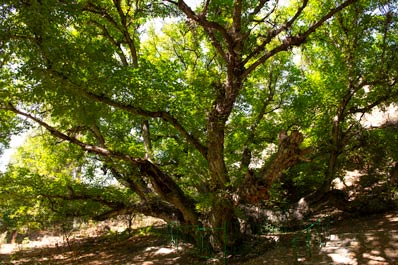 Hazel Tree Bobo-Yongok, Zaamin National Park
