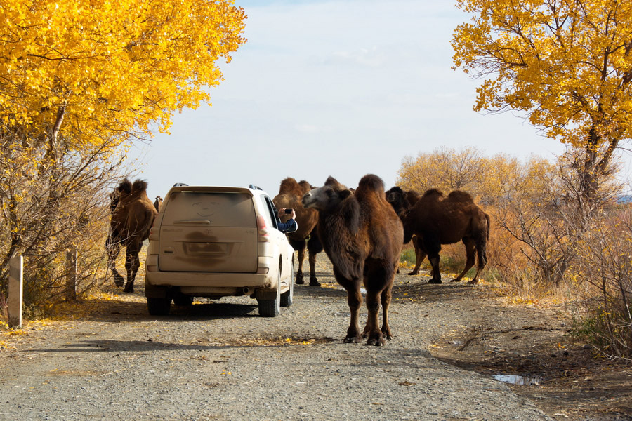 Camels