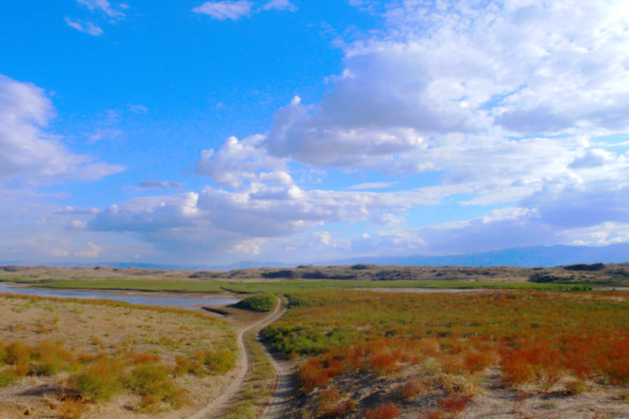 Aydarkul fields