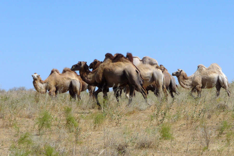 Camels