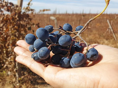 Wine Tasting Tour to Chateau Hamkor