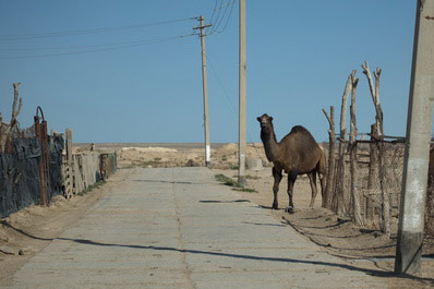 Meseta de Ustyurt, Uzbekistán